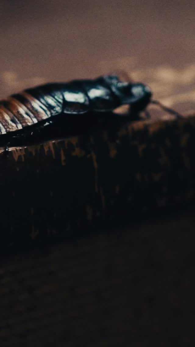 Musikvideo für @vintageparadiseband 🔥

PRODUCER | DIRECTOR | EDITOR: Battitude Arts (Kathrin Told), DOP: Samuel Delphin Berger, COLOR GRADING: mbience visuals (Oliver König), GAFFER: Nicolas Drews, PRODUCTION ASSISTANT: Philipp Moser Setrunner: Markus Schwaiger

#musikvideo #musicvideodirector #vintageparadise #indiefilmmaking #musicvideoshoot