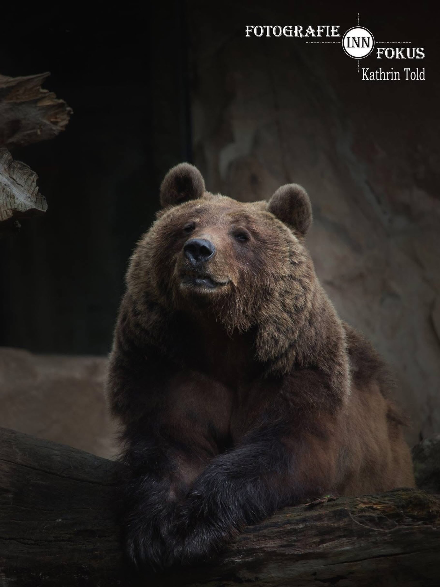Komm gut über die Regenbogenbrücke Martina. 🌈🐻

Schon als Kind war ich faszinierend von den Bären im Alpenzoo. 🐾  Mit @fotografieinnfokus durfte ich vor einigen Jahren Martina im @alpenzoo_innsbruck fotografieren. 

Sie hat geposed - als würde sie genau wissen, wofür wir uns damals in aller Früh vor ihrem Gehege versammelt hatten. Das Bild entstand - als sie ihrem Bärenmann damals zusah, als er ein bisschen Honig von einem Baum holte. Eine der schönsten Tierfoto Erinnerungen für mich.
